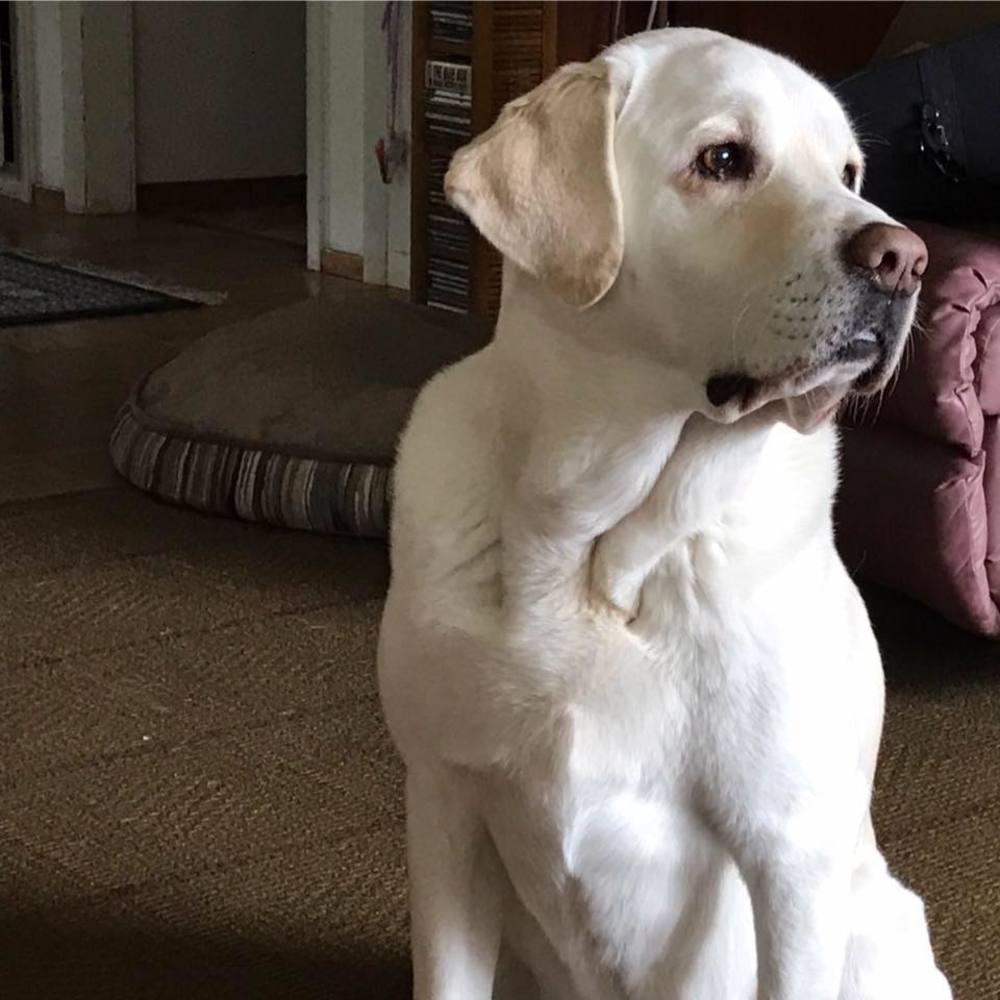 Meet your Posher, Laurie